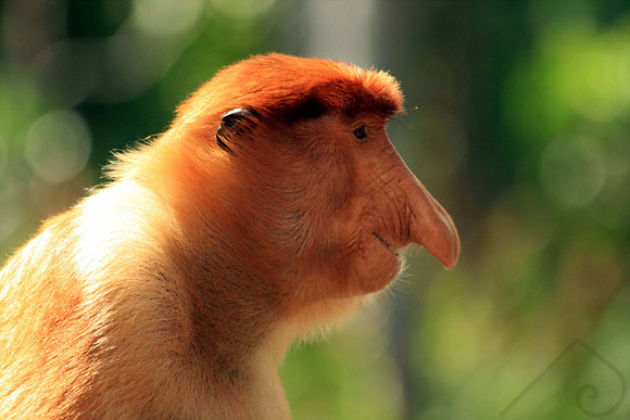 Proboscis Monkey, Borneo