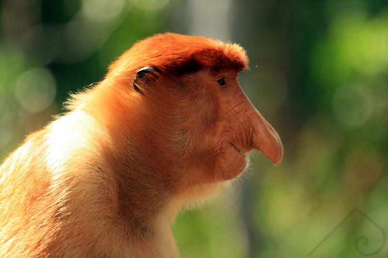Proboscis Monkey, Borneo