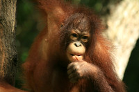 Orangutan, Borneo