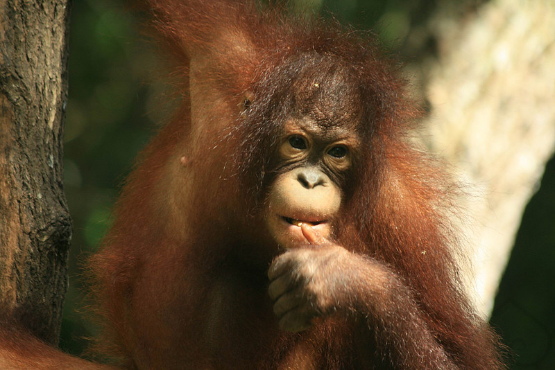 Orangutan, Borneo