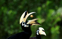 Hornbill, Borneo