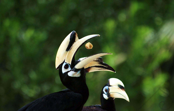 Hornbill, Borneo