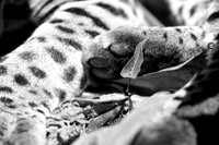 Ocelot, Bolivia