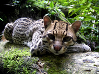 Ocelot, Bolivia