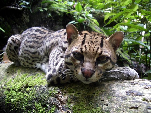 Ocelot, Bolivia