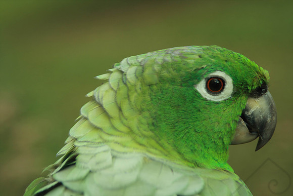 Amazon Parrot, Bolivia