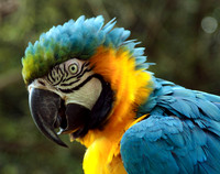 Macaw, Bolivia