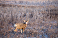 White-Tailed Deer, Canada