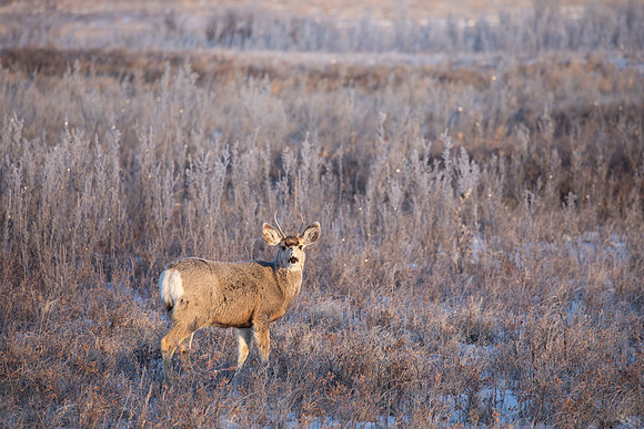 White-Tailed Deer, Canada