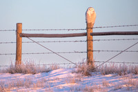Snowy Owl, Canada
