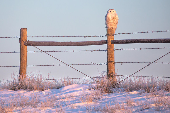 Snowy Owl, Canada