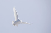 Snowy Owl, Canada