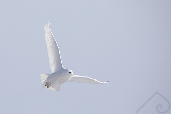 Snowy Owl, Canada