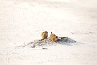 Prairie Dog, Canada