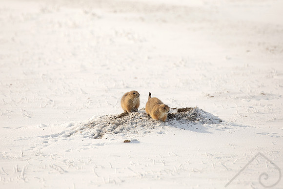Prairie Dog, Canada