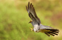 Cuckoo, Scotland