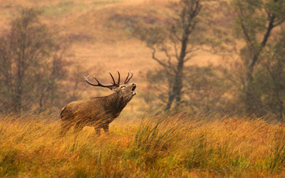 Red Deer, Scotland