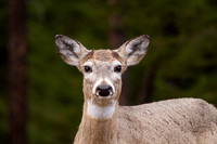 Elk, Canada