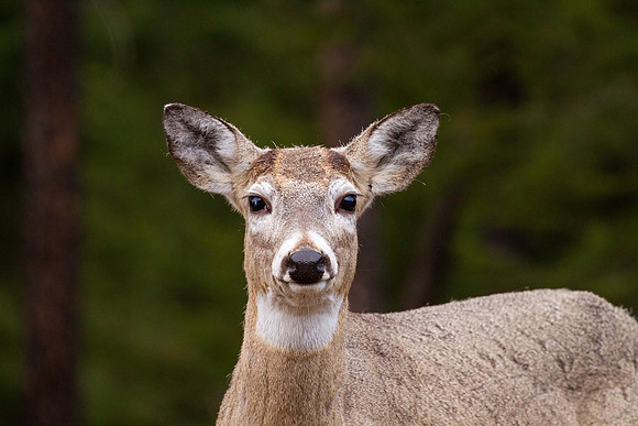 Elk, Canada