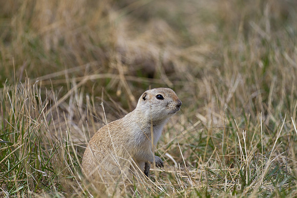 Gopher, Canada