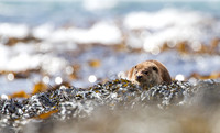 Otter, Scotland