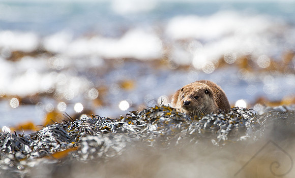 Otter, Scotland