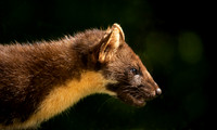 Pine Marten, Scotland