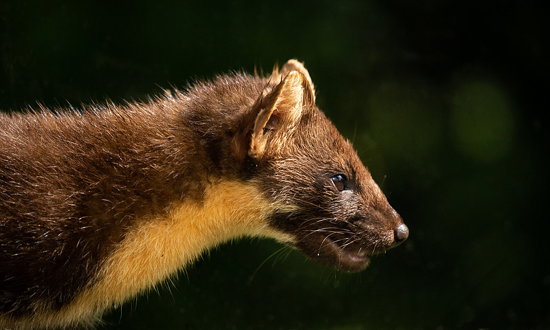 Pine Marten, Scotland