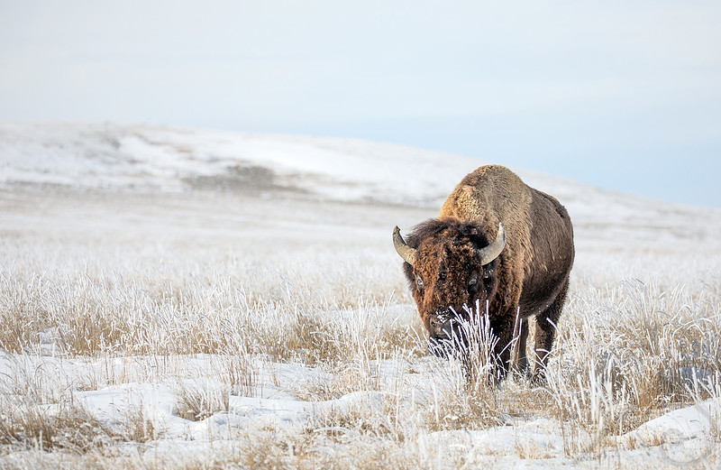 Bison, Canada