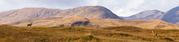 Red Deer, Scotland