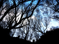 Trees and Shadows, Scotland