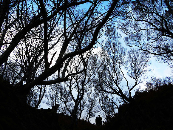 Trees and Shadows, Scotland