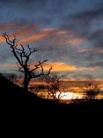 Sunset Tree, Isle of Skye
