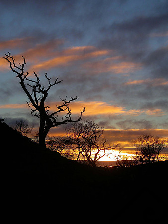 Sunset Tree, Isle of Skye