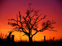 Sunset Tree, Isle of Skye
