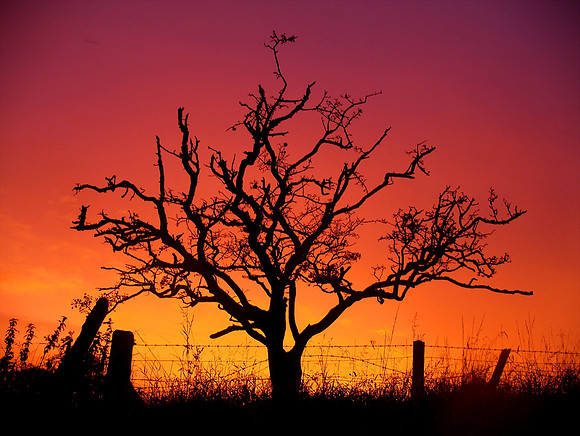 Sunset Tree, Isle of Skye