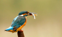 WL_2017_[Scotland]_[Kingfisher8]_KMP