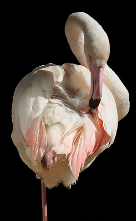 WL_2010_[Brazil]_[Flamingo]_KMP