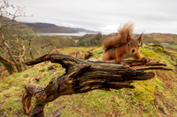 WL_2019_[Scotland]_[Squirrel2]_KMP