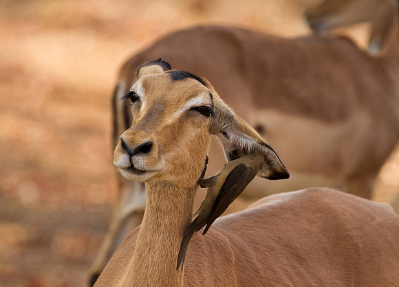 WL_2016_[SouthAfrica]_[Impala2]_KMP