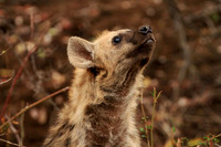 WL_2016_[SouthAfrica]_[Hyena4]_KMP