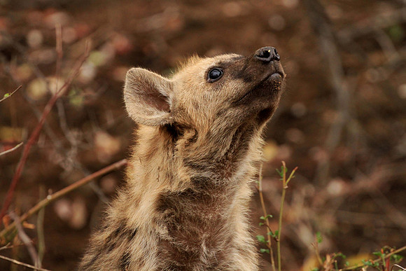 WL_2016_[SouthAfrica]_[Hyena4]_KMP
