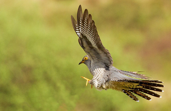 WL_2018_[Scotland]_[Cuckoo3]_KMP