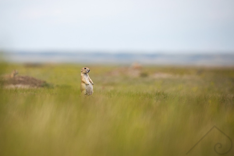 Black-Tailed Prairie Dog, Canada