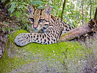 Ocelot, Bolivia