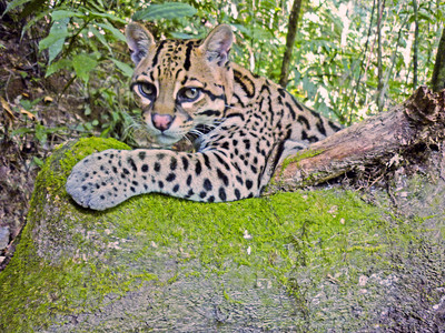 Ocelot, Bolivia