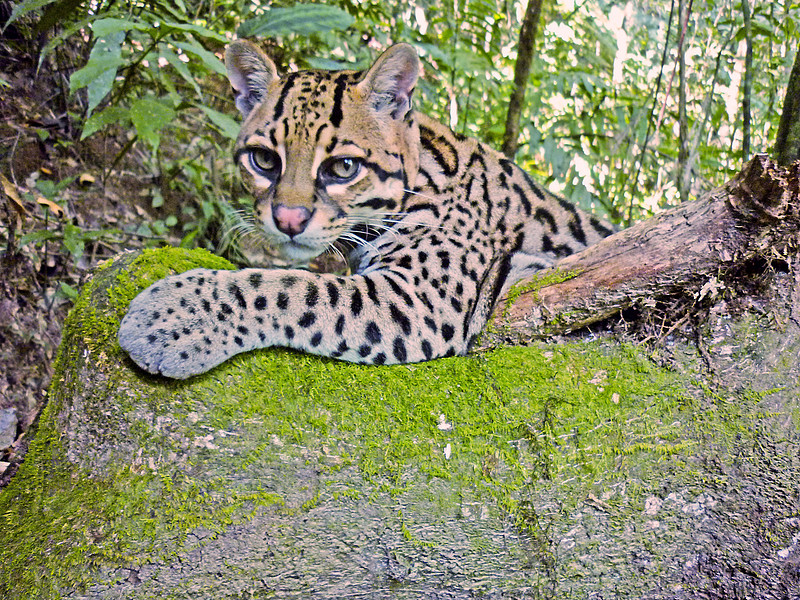 Ocelot, Bolivia