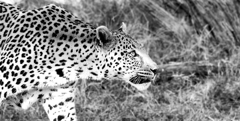 Leopard, Namibia