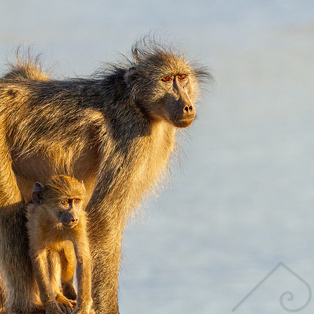 Baboons, South Africa
