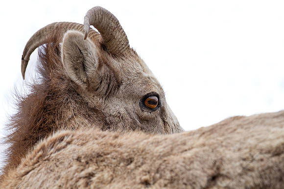 Big-Horn Sheep, Canada